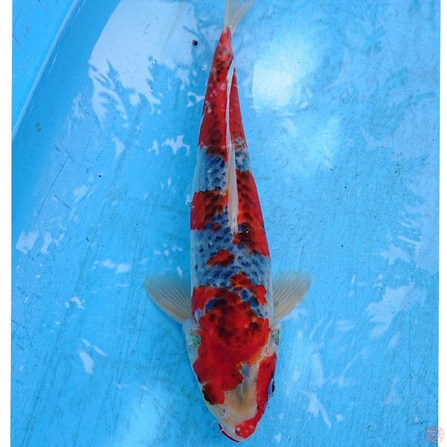 GHOSIKI 33 CM