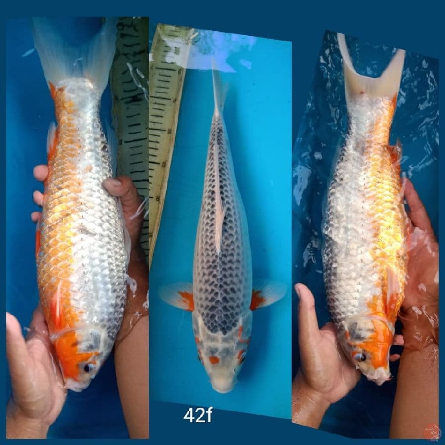 asagi 42cm f