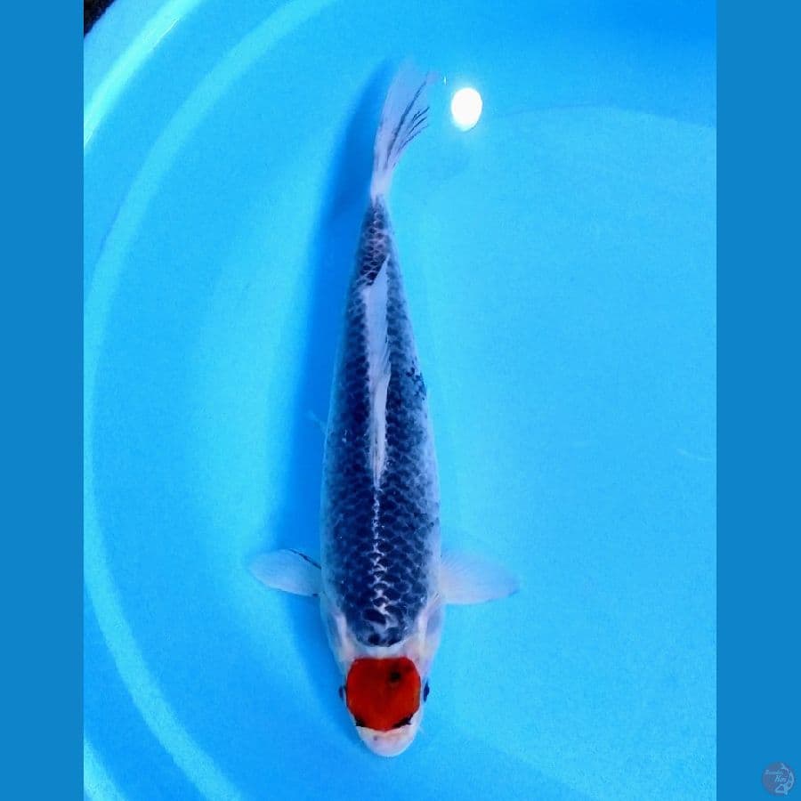 tancho goshiki 35cm (female)
