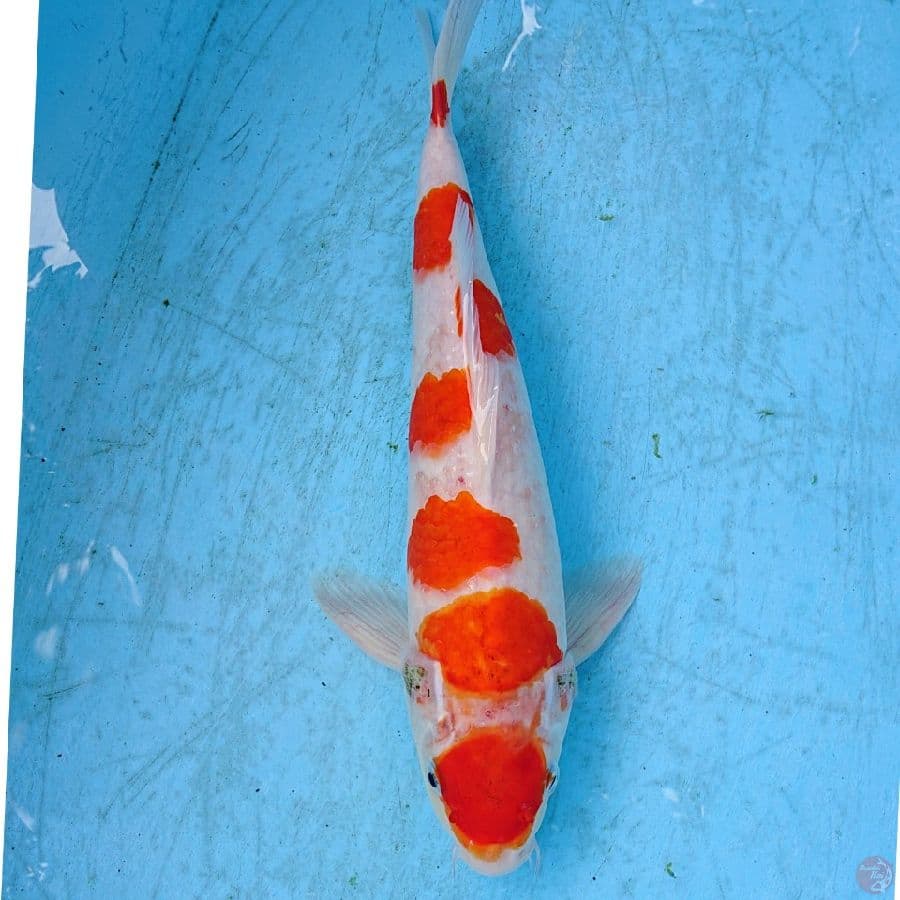KOHAKU 37 CM