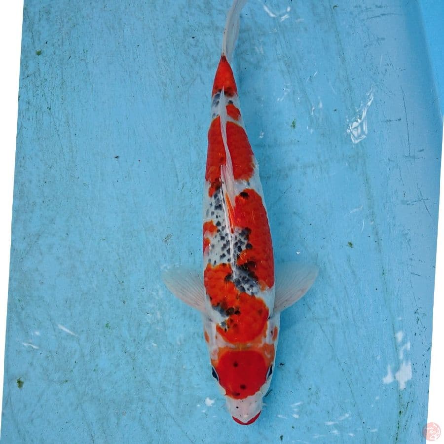 GHOSIKI 30 CM