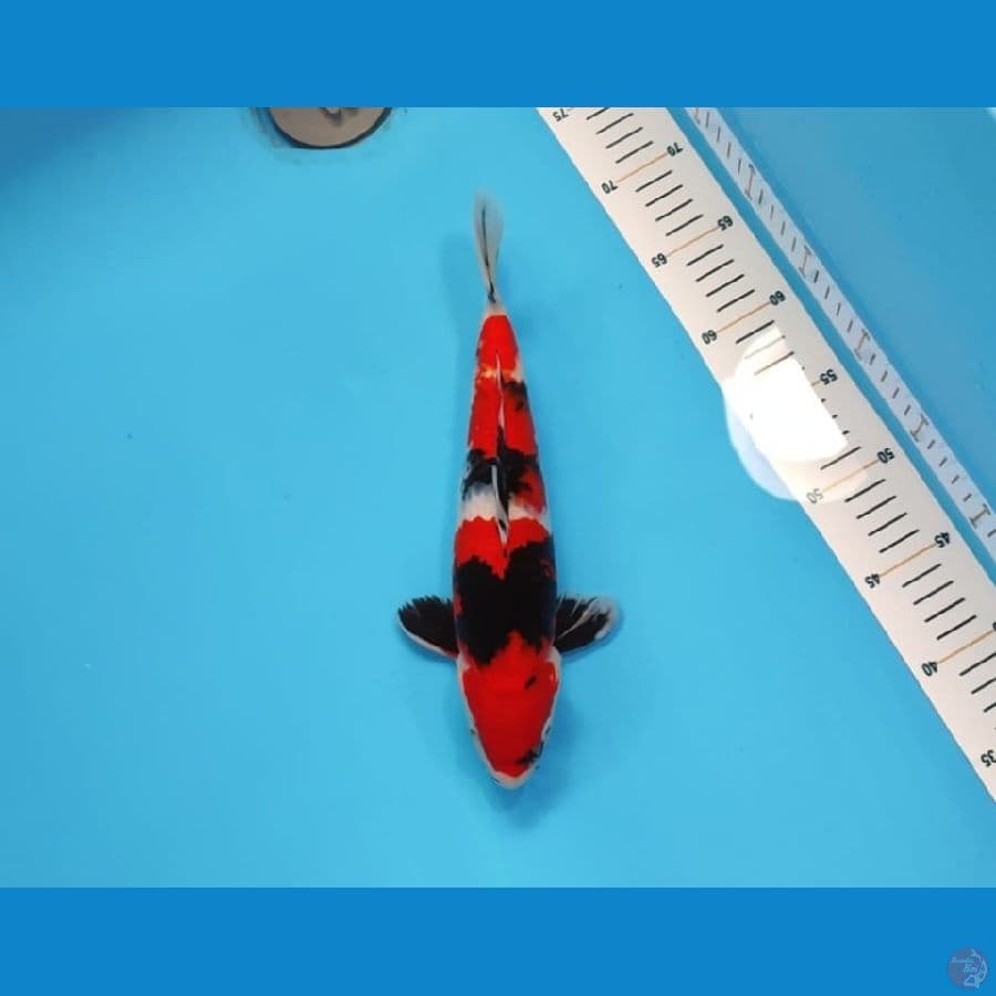 SHOWA~28CM MALE~