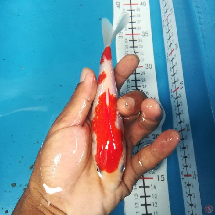kohaku