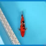 SHOWA~30CM MALE~
