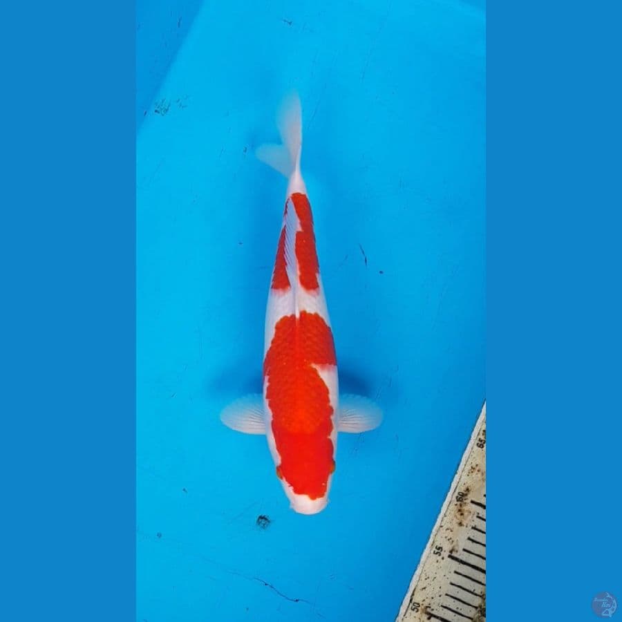 KOHAKU 34cm