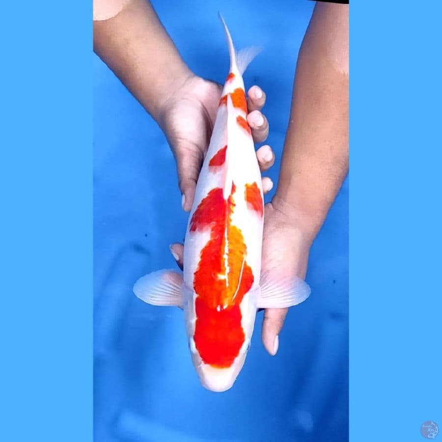 ( 38CM ) KOHAKU SAKURA MANTAP - FEMALE 