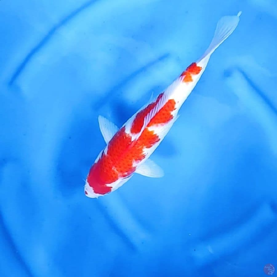 ( 34CM ) KOHAKU - FEMALE