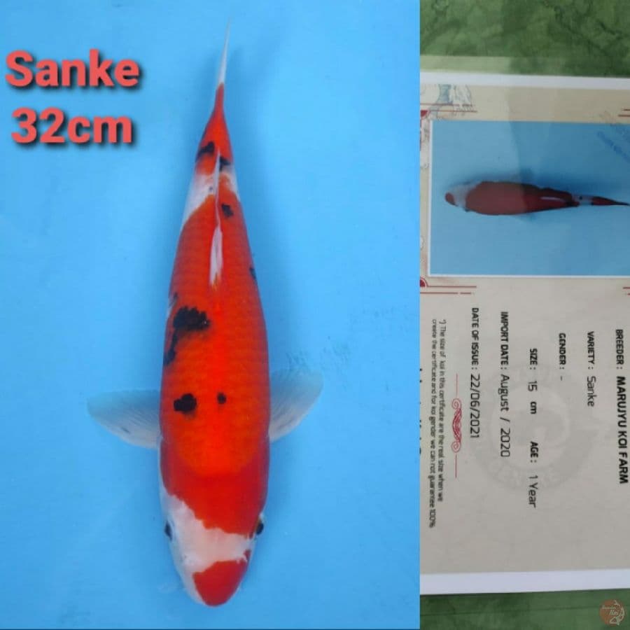 MARUJYU SANKE 32CM SERTI