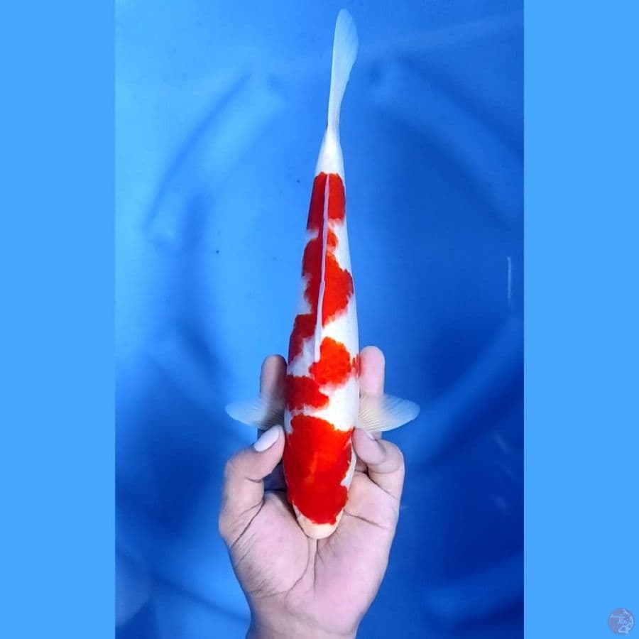 ( 27CM ) KOHAKU JOSZ ORIGINAL - MALE