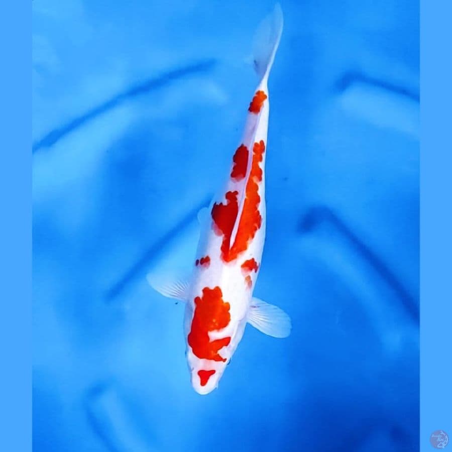 ( 30CM ) KOHAKU SAKURA - FEMALE 