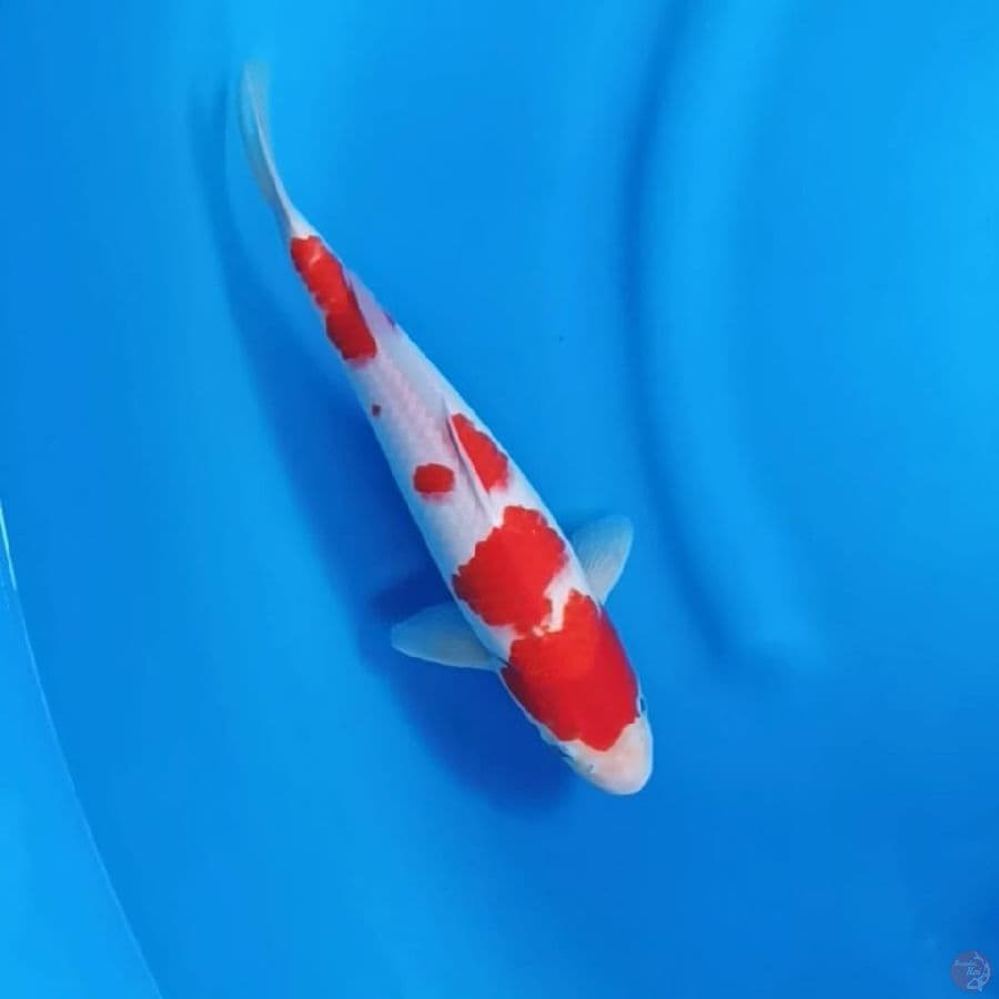 ( 29CM ) KOHAKU MANTAP - MALE
