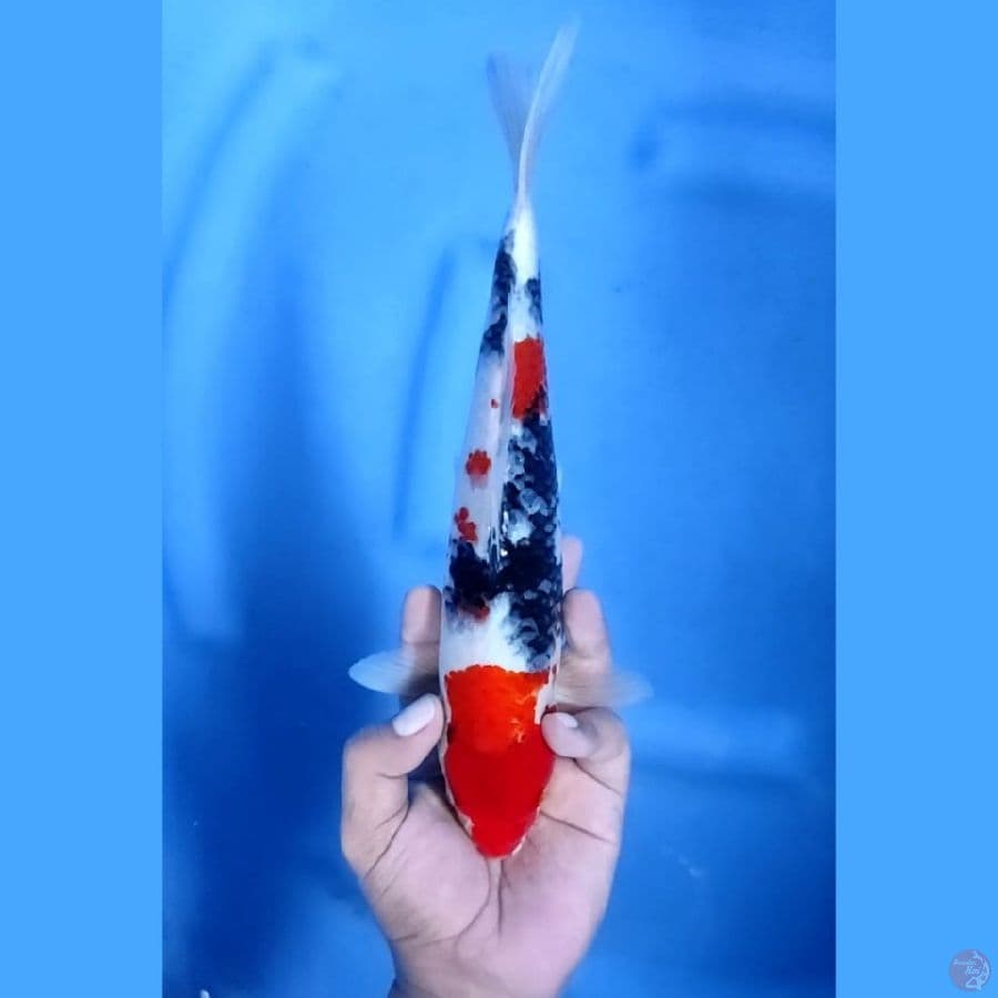 ( 29CM ) SHOWA - MALE