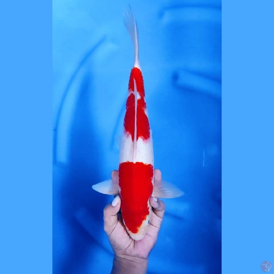 ( 37CM ) KOHAKU STRONG JOSS - MALE