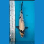 Shiro Utsuri Male 35cm