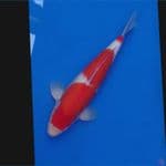 Koi Import Jepang Kohaku (Sertifikat Ogata) 46cm Male