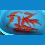 15 ekor Red Karashi