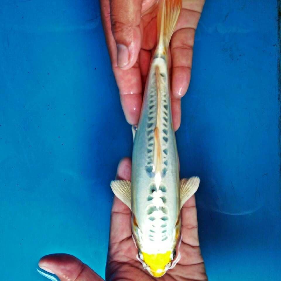 Kuchibeni