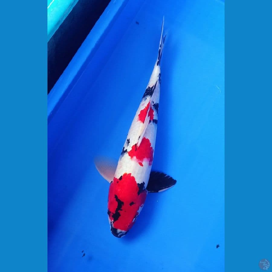 37cm super merah showa kindaii