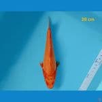 benighoi 20 cm