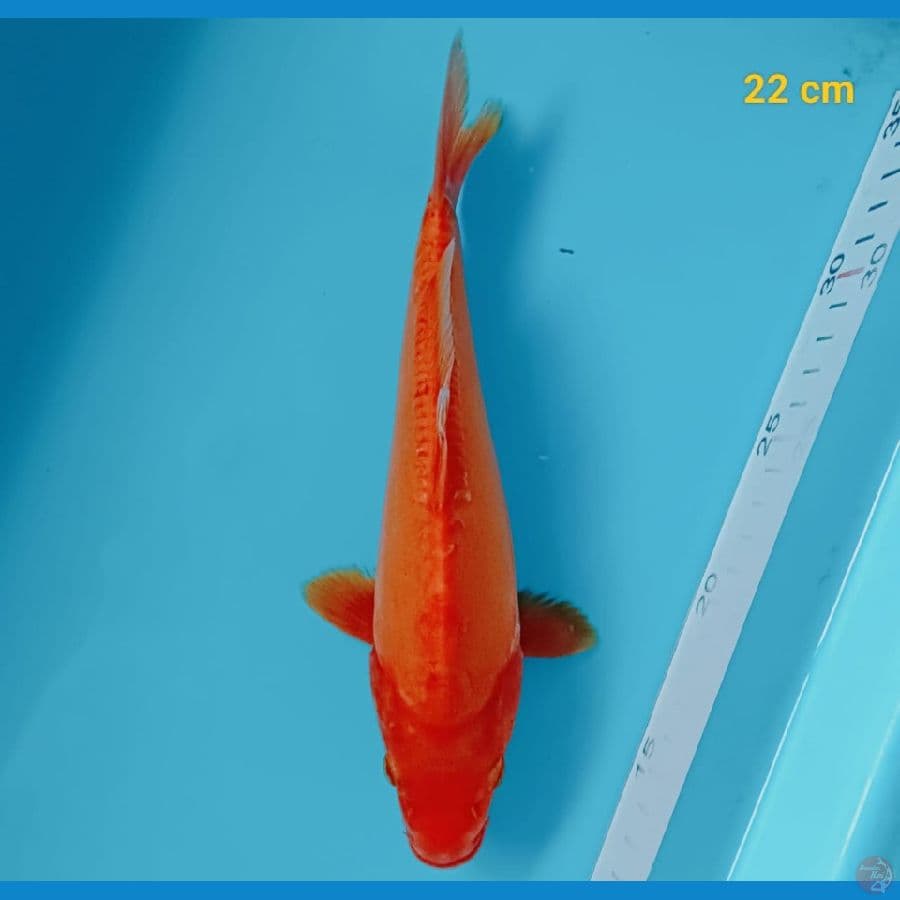 benigoi 22 cm