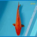 benigoi 22 cm