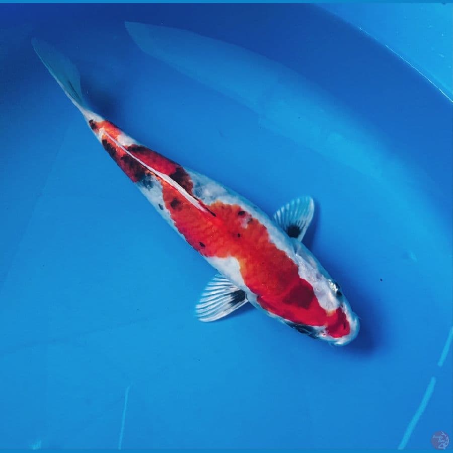 kin showa pola inazuma 24cm