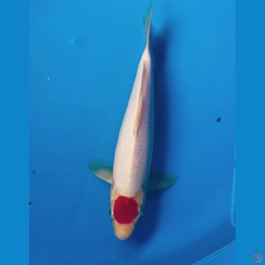 tancho kohaku male 25cm