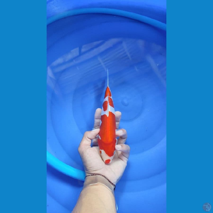 KOHAKU KUCIBENI 