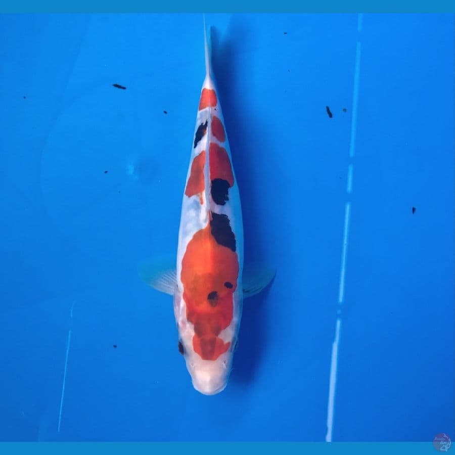showa doitsu murni 20cm