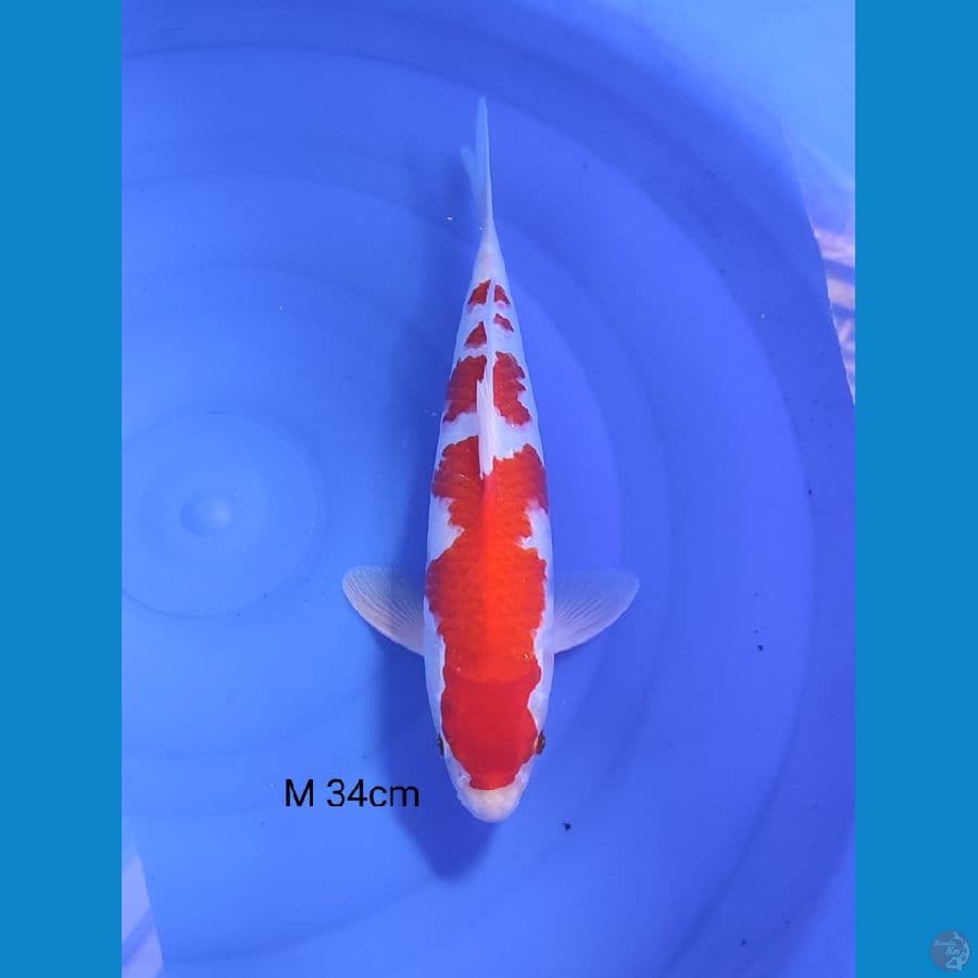 KIKU MALE 35CM