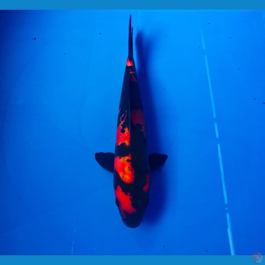 utsuri doitsu 22cm