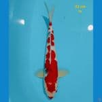 sanke strong M 33 cm