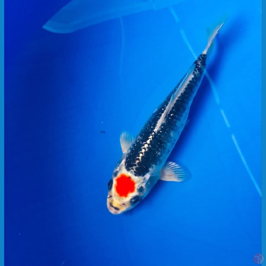 tancho kujaku 17cm