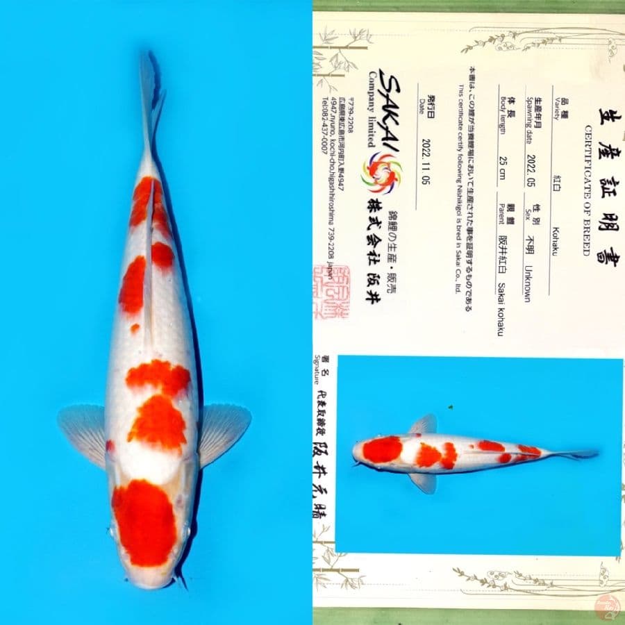 SAKAI MARUTEN KOHAKU 33CM