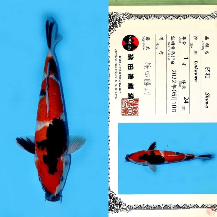 SHINODA SHOWA SANSHOKU 32CM