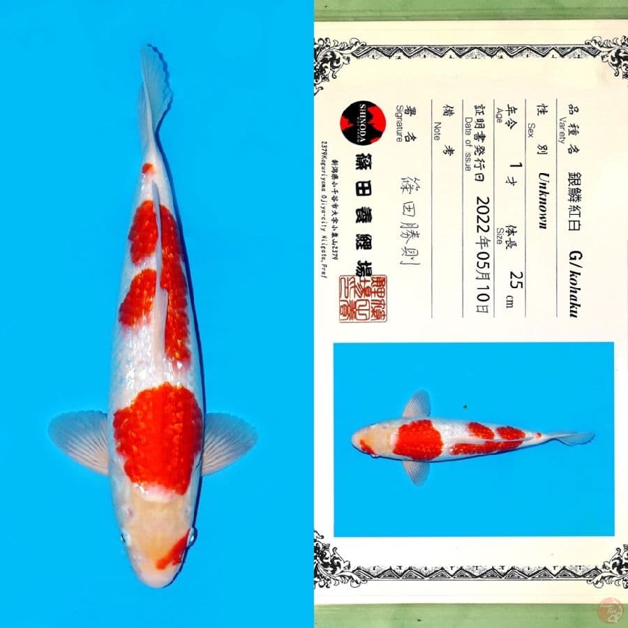 SHINODA GINRIN KOHAKU 33CM