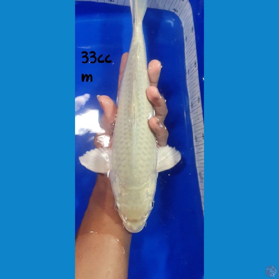 soragoi breed khusnul 