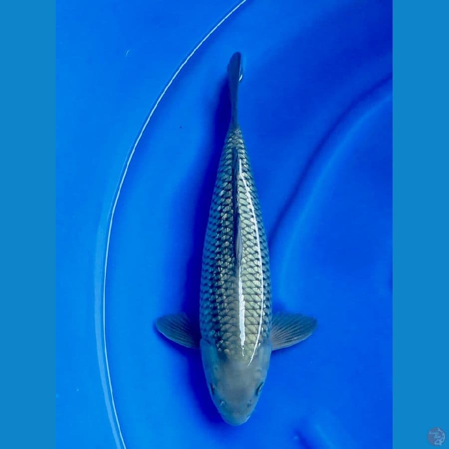 soragoi gingrin 41cm