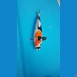 showa kindai 39 cm