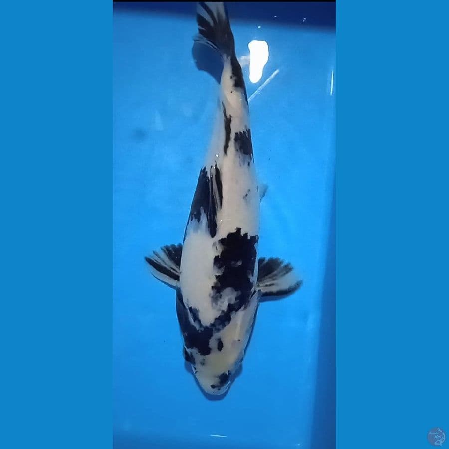 shiro : 32 cm / jantan