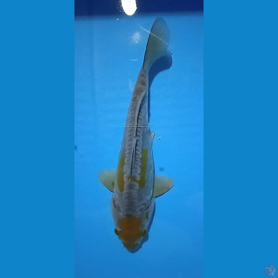 antik doitshu : 28 cm / jantan