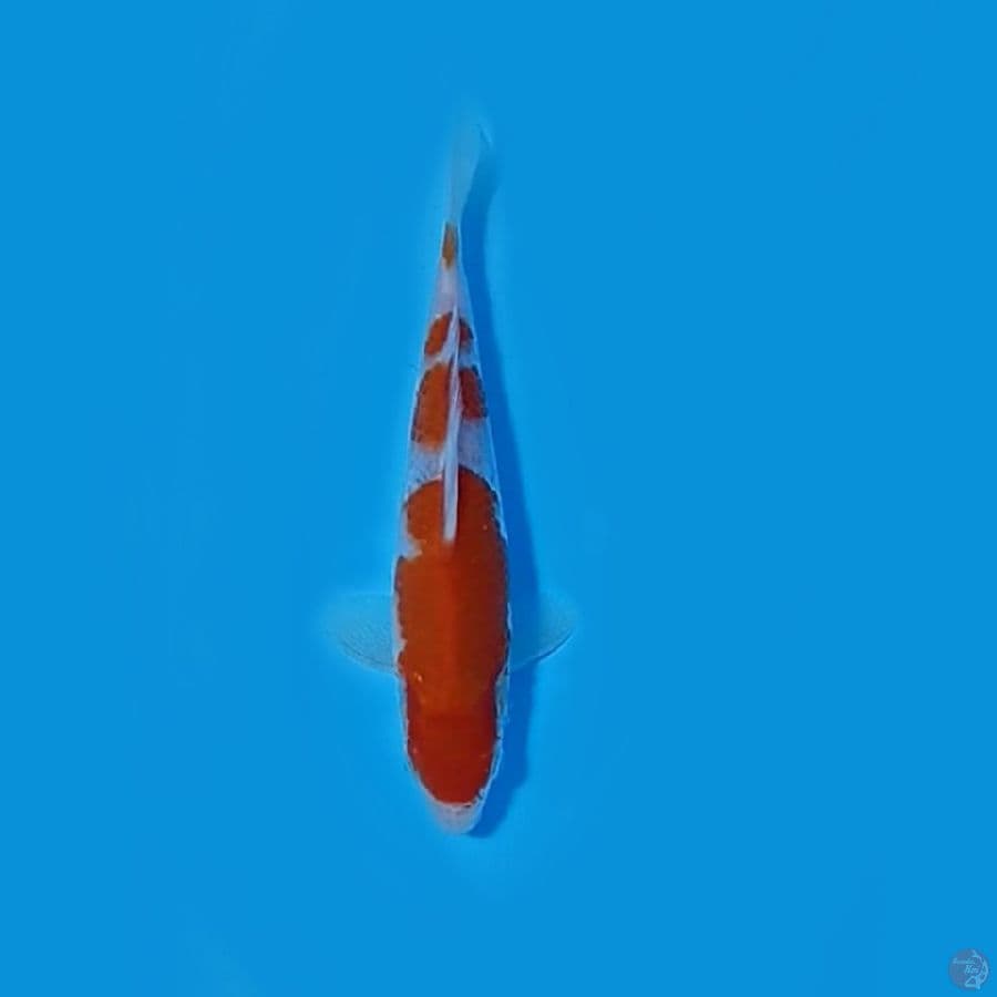 KOHAKU 20.Cm