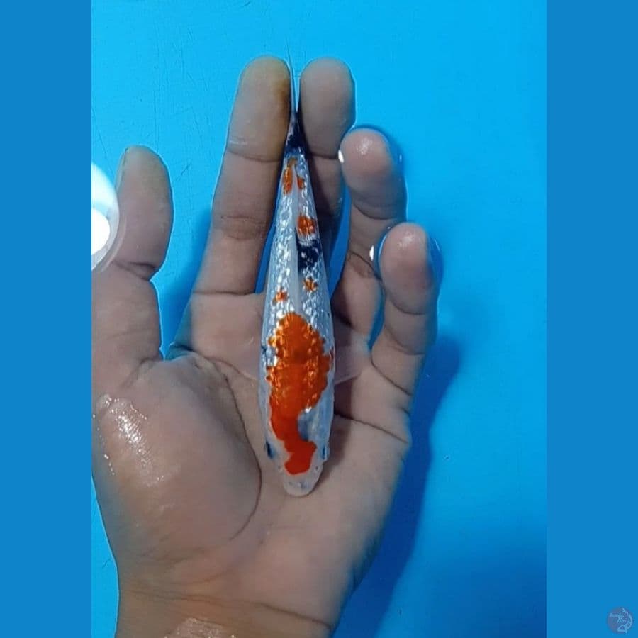 mini 15.Cm gidrin