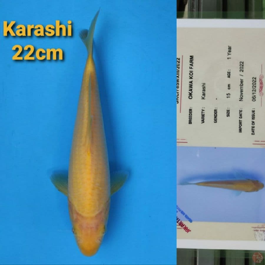 OKAWA KARASHI 22CM SERTI