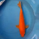 IZANAMI - Red karasi 30cm male 