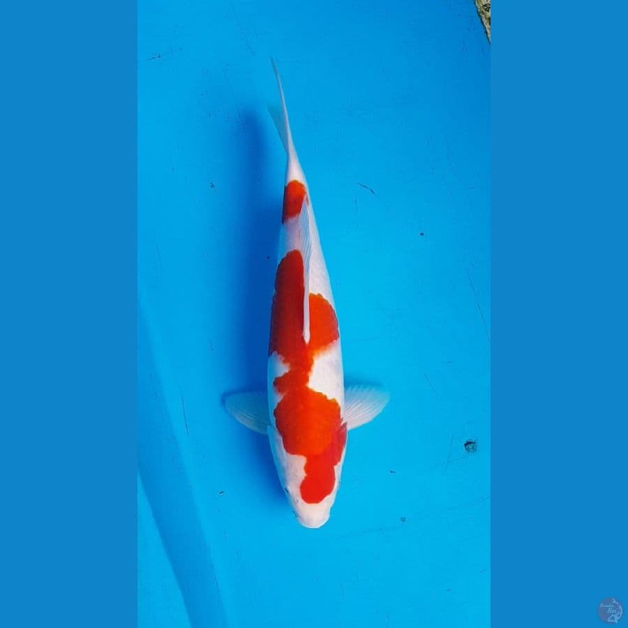 Kohaku 39cm