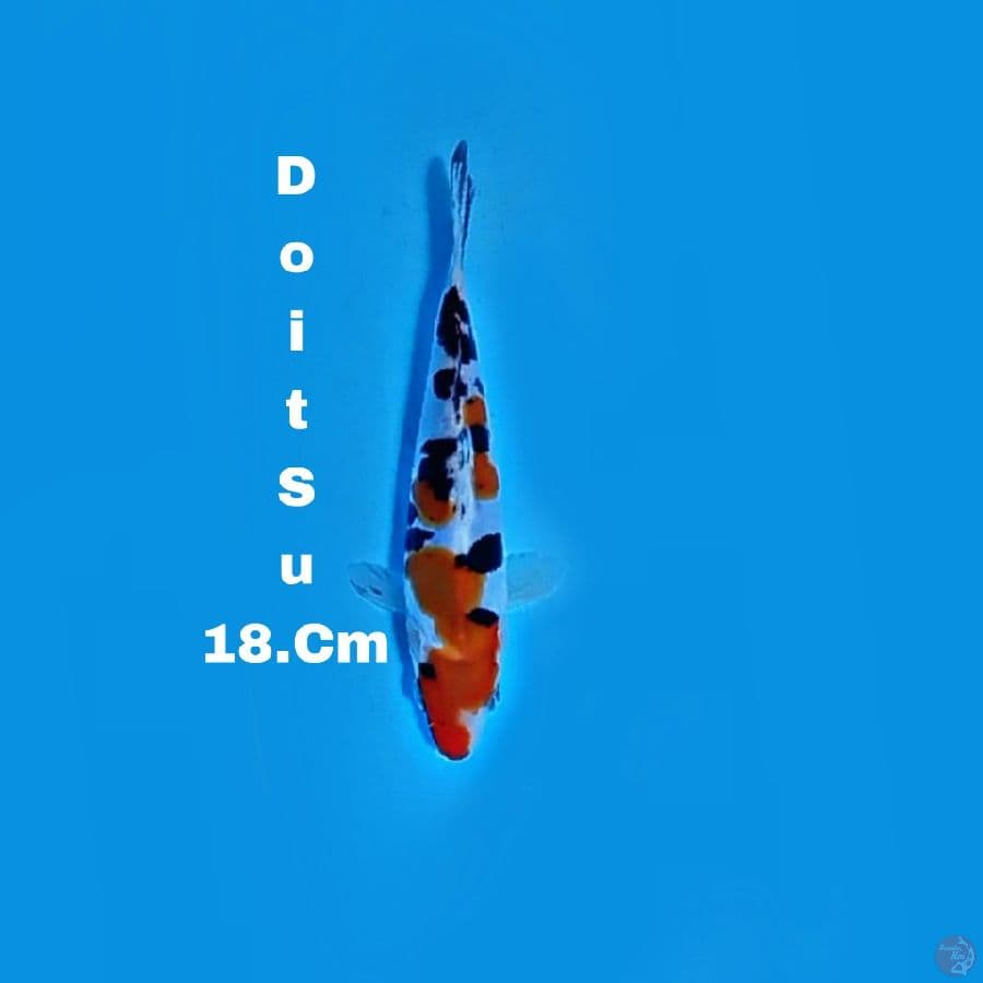 Doitsu 18.Cm Sanke