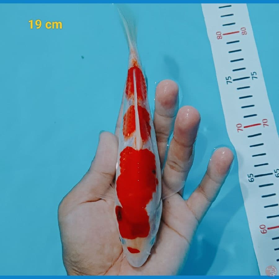 showa tateghoi 19 cm