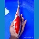 kohaku 33 cm