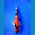 showa 34 cm